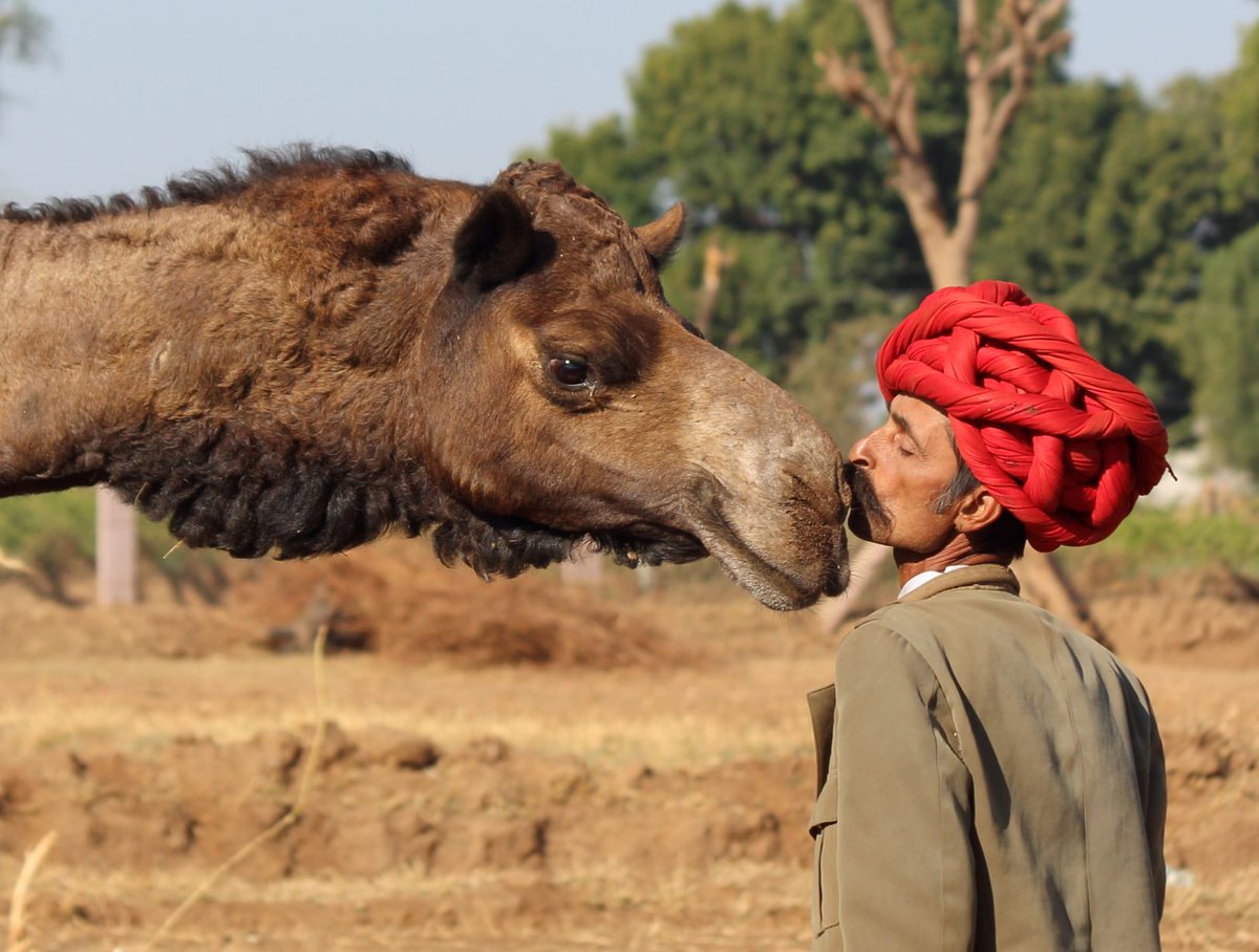 9. Always remember your unique  #Raika heritage as guardian society of the camel!