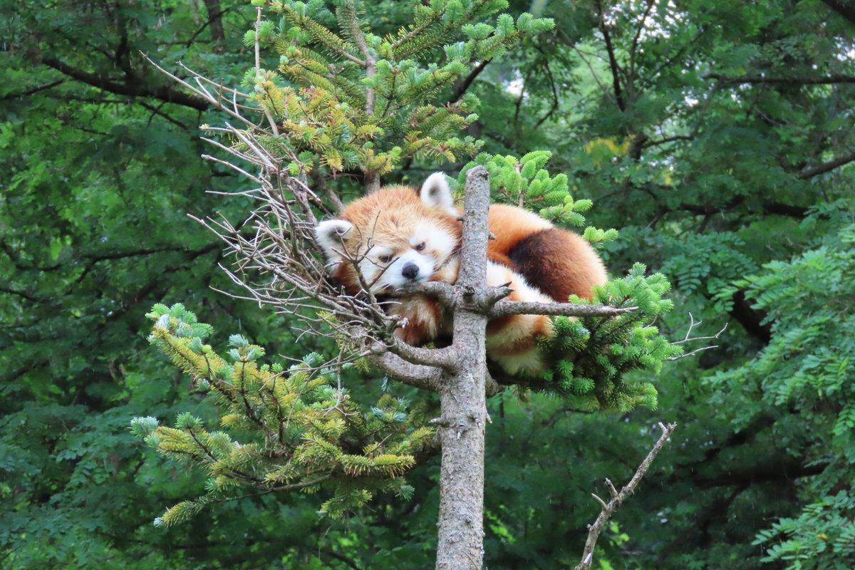 【樹上での正しい寝方】
　～レッサーパンダ編～

　☆レベルアップ講座「レッスン２」
　　絶妙におさまるのがポイントです✨

＃茶臼山動物園
＃レッサーパンダ 
＃タイヨウ
＃樹上生活を極めよう
＃基礎教養講座