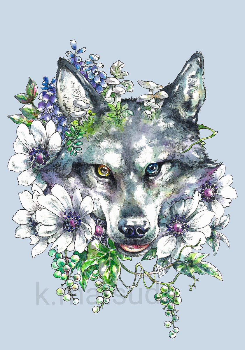 no humans flower yellow eyes simple background heterochromia animal focus white flower  illustration images