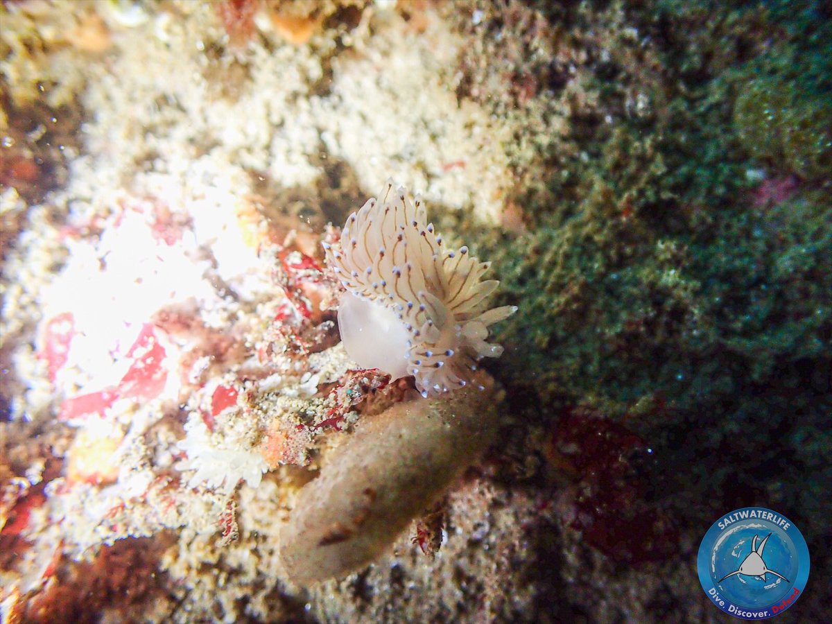 SaltwaterlifeUK's tweet photo. Always fun to photograph #nudibranchs whilst #diving L: Polycera faeroensis &amp; R: Antiopella cristata 

#scubadiving #underwaterphotography #divelife #coldwaterdiving #macro https://t.co/QtWUt7Qqx9