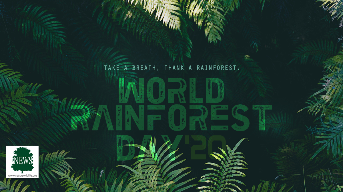 World Rainforest Day

For more info - naturewildlife.org
Follow Us - Facebook | Instagram | Linkedin | YouTube

#newsfornature #officialpage #worldrainforestday #protectingnature #stabilizeclimate #illegallogging #absorbeco2 #forestfood #forestmedicine #forestshelter