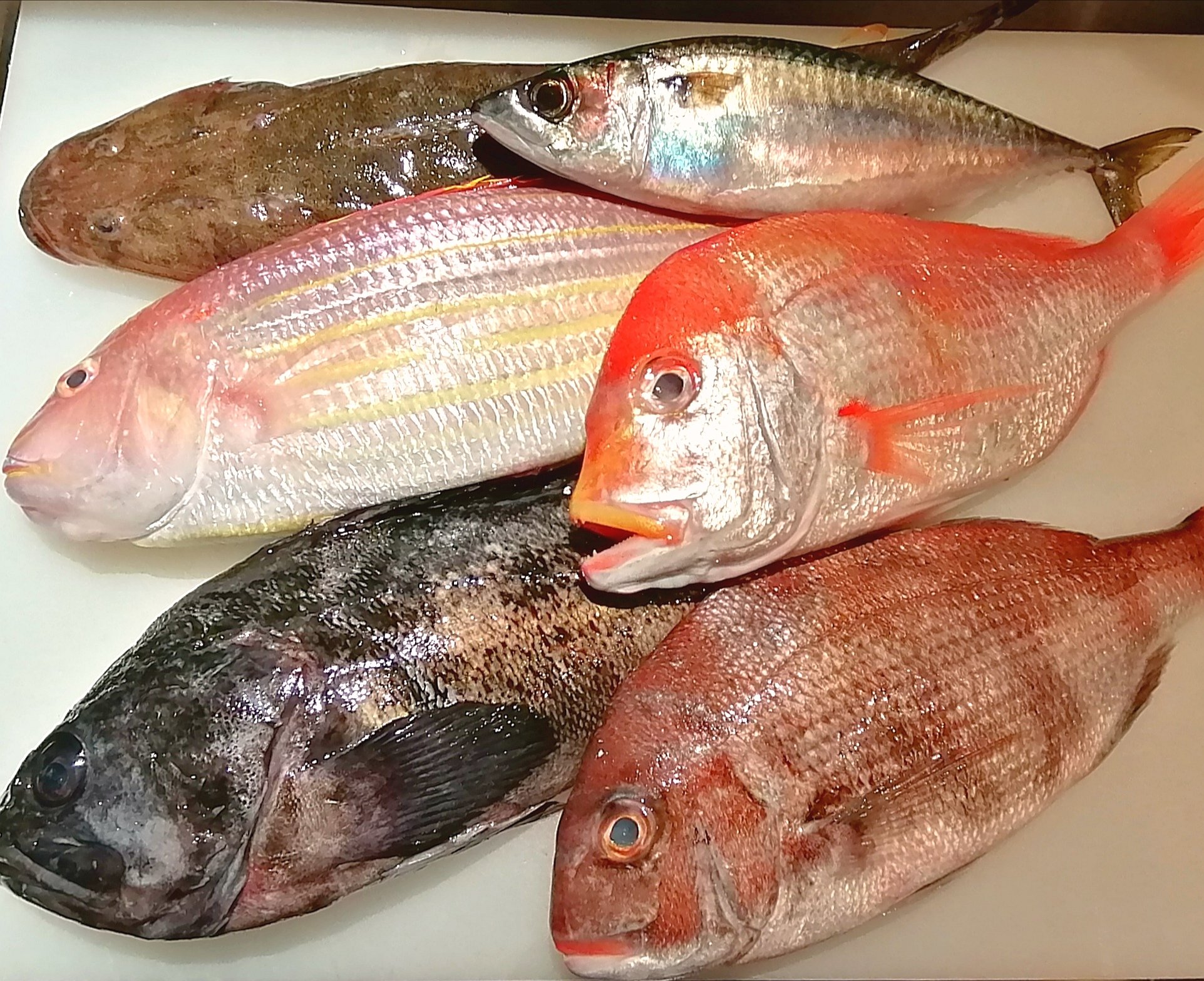 旬鮮酒場nobu 美味しい魚が入荷しました れんこ鯛 むじょかサバ まこち クロソイ いとより鯛 真鯛 旬鮮酒場nobu 魚 魚がおいしい店 美味い魚 刺身 グルメ 鮮魚 サウザンロード相模台商店街 旬鮮酒場 Nobu T Co Sorau3g2 Twitter