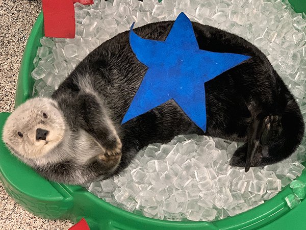 Daily Otter tweet media