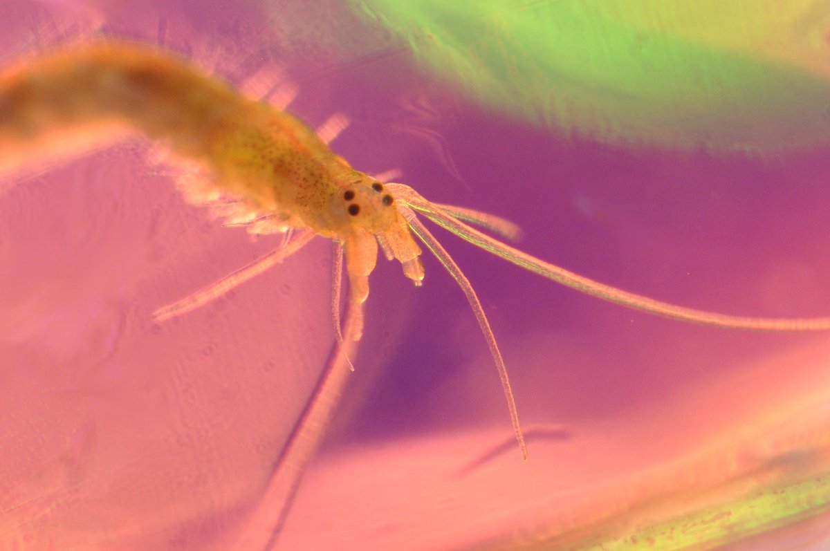 I have GREAT news! Got the official word from @NIGMS <a href="/NIH/">NIH</a> that my MIRA proposal is being funded. We are going to explore how annelid worms regenerate their germline using live imaging, transgenics, and single cell sequencing. #Platynereis #Germline