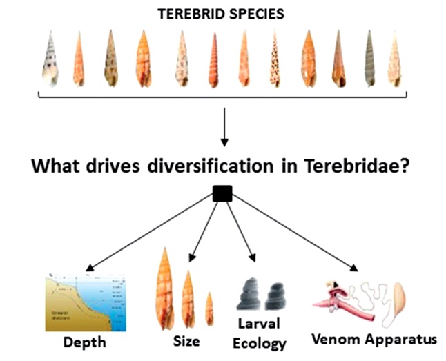 FemoraleShells's tweet photo. Evolution of Terebrids,https://t.co/K3sqde654y #Terebrid #augershell #gastropod #mollusc #Evolution #Phylogeny https://t.co/xAy2yfNihR