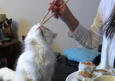 RotaryEClubUK's tweet photo. Look at this aristoCAT ! Enter our #Rotary #VirtualCatShow for #Covid19 research. #Cats #Kittens #CatsofTwitter #KittensofTwitter https://t.co/KjvihSupEN @Rotary #catlovers #Lovecats https://t.co/BMR5zR0afD