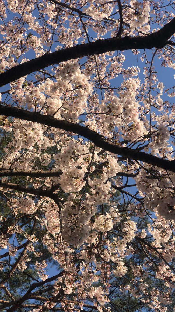 syapsoul's tweet photo. Ash's 🍒 blossom
- - 2️⃣0️⃣2️⃣0️⃣ - - https://t.co/wJX6NzN7ra