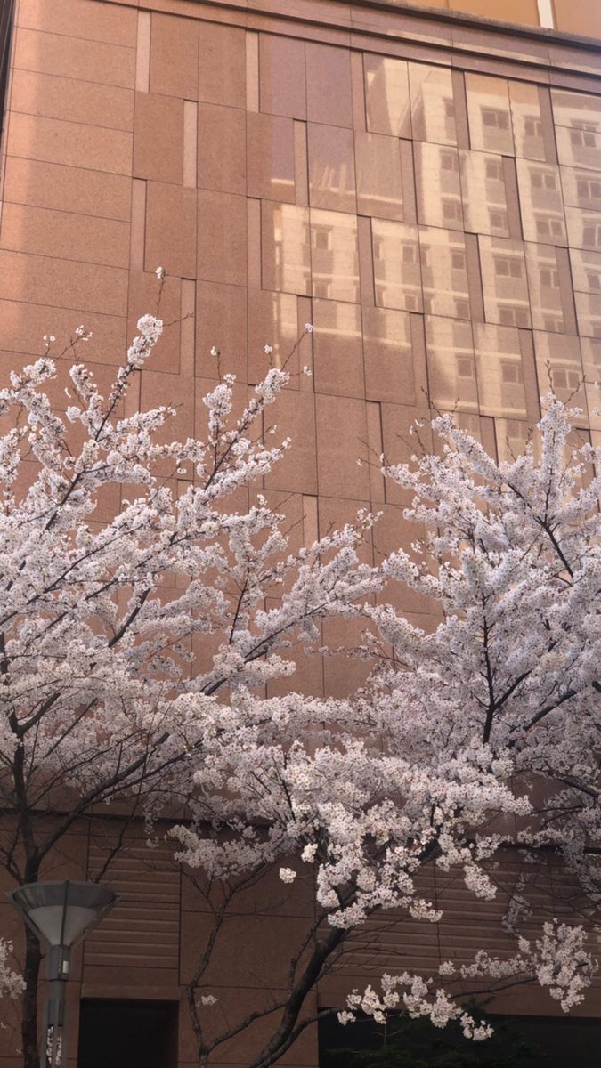 syapsoul's tweet photo. Ash's 🍒 blossom
- - 2️⃣0️⃣2️⃣0️⃣ - - https://t.co/wJX6NzN7ra