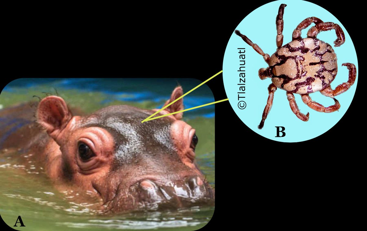 TlalzahuatlLab's tweet photo. #LunesDeTaxon #TlalzahuatlLab #Garrapatas #PeligroDeExtincion
Cosmiomma hippopotamensis (Denny) (Parasitiformes: Ixodidae).
Garrapata que como su nombre indica, es parásita de unos de los mamíferos más grandes, ¡el hipopótamo! (A). Aunque también puede parasitar a rinocerontes. https://t.co/Tw6wW6bgEz