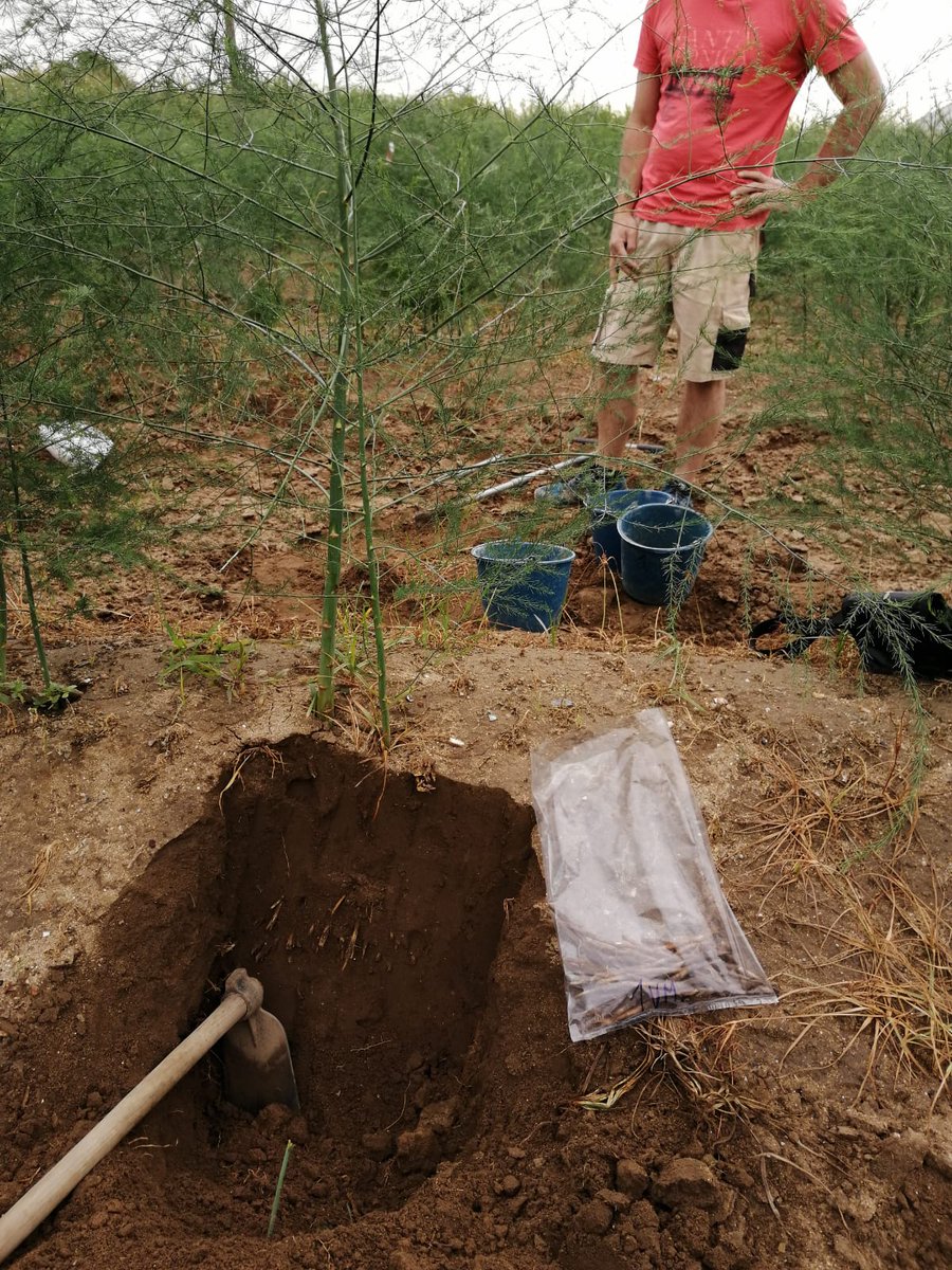 estratoseu's tweet photo. Sampling day for our @EU_ProjectDIVA "NAPA": #Nutrient #Assimilation #Prediction in #Asparagus. Our PhDs @Fran_Siscu &amp; @Francis45337620 have taken soil and plant samples from the experimental plots. #DIVA is a 🇪🇺project financed by @EU_H2020. https://t.co/rzVho3h37J