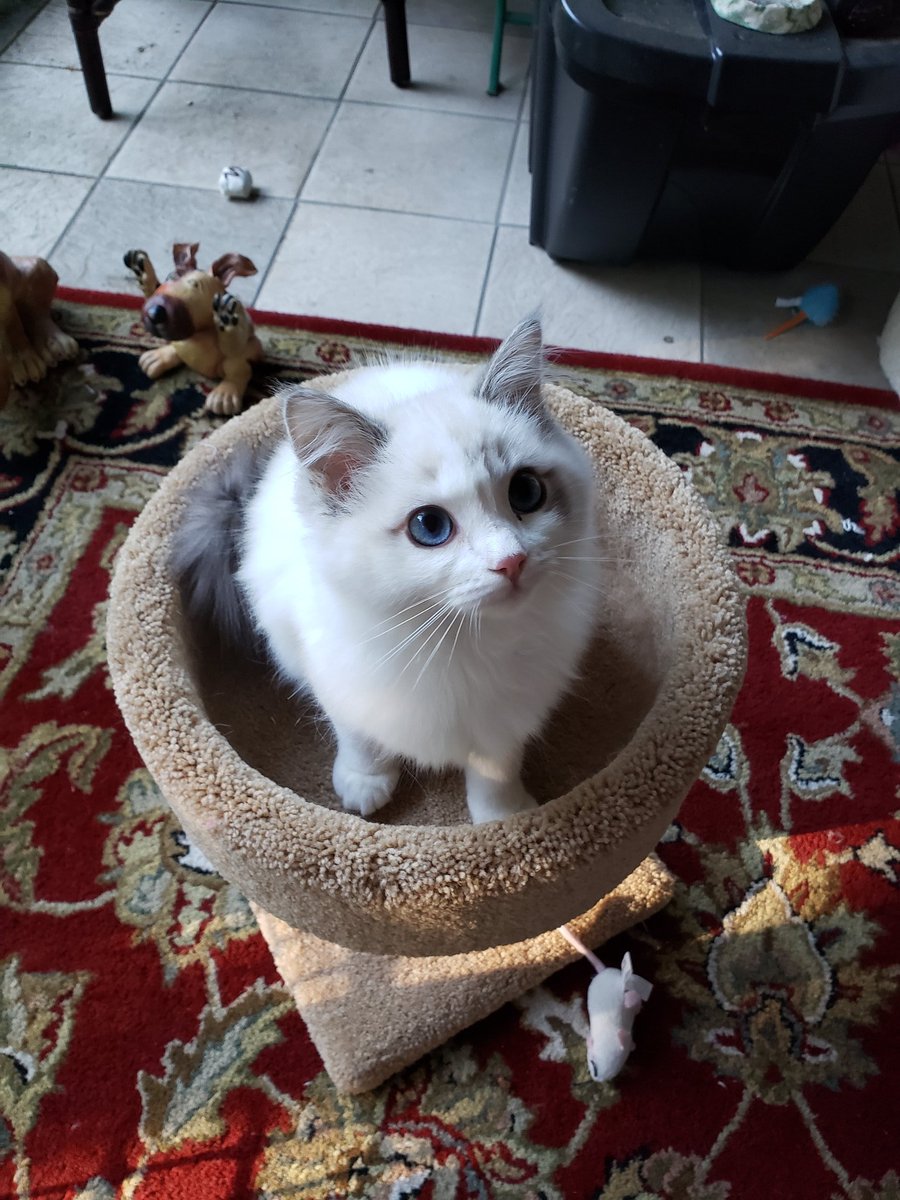 Your morning Tinkerbell has no idea why we stopped feeding her last night at midnight.