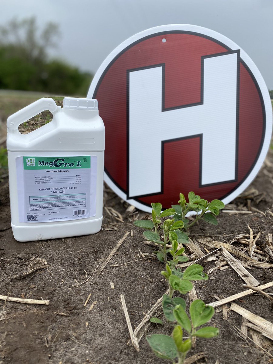 HeftyWestPoint's tweet photo. Beans are starting to flower! We are entering the longest days of the year, and Megagro is a must! Post herbicides cause your plants to slow their growth. Give your plant the energy it needs!!! #heftyseed #megagro https://t.co/Bo0AE35AUX
