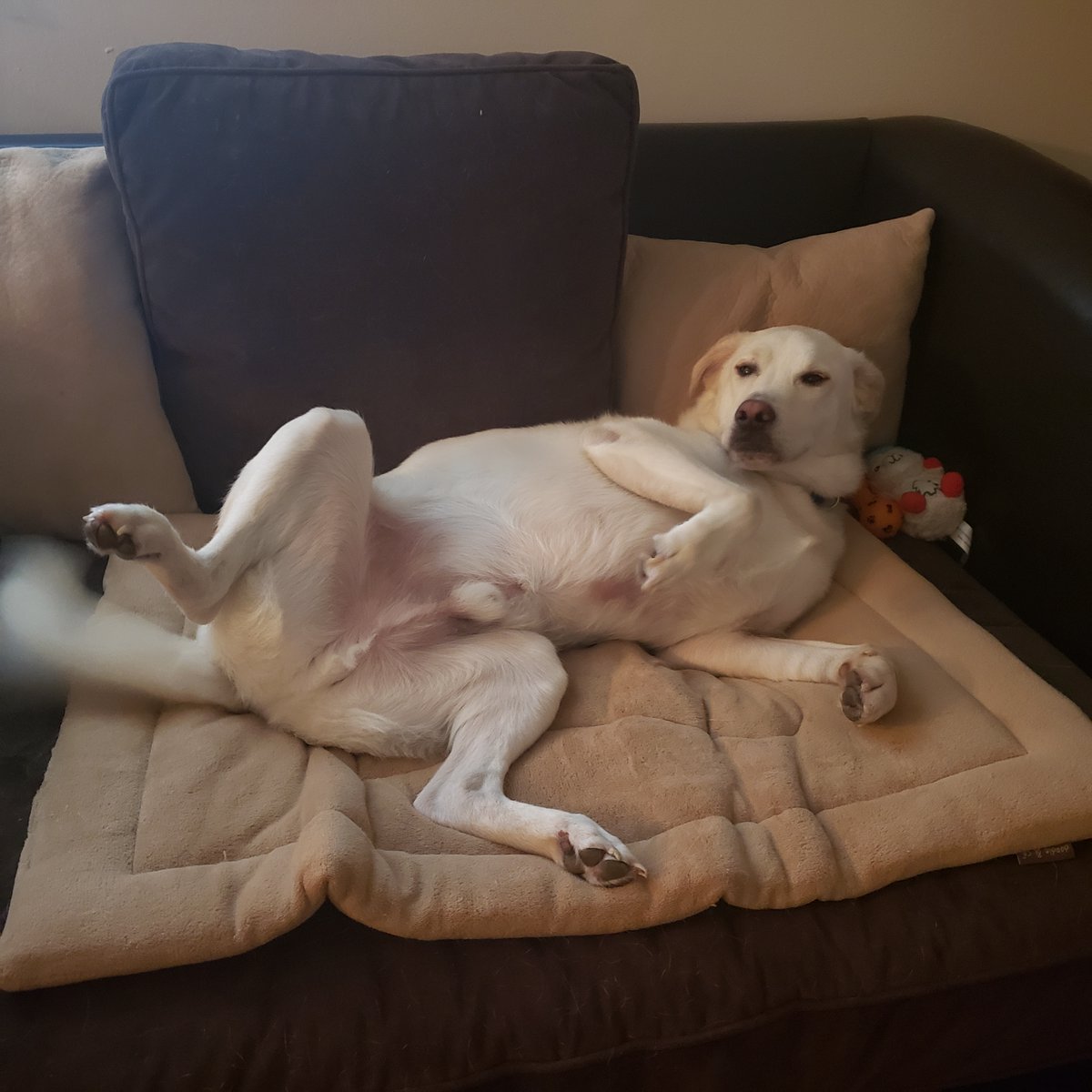 DawnWhiteNews's tweet photo. Are your furry coworkers helping you #WorkFromHome? Houston the #HurricaneHarvey #rescuedog is not being very helpful today. 😂
#workingfromhome #GermanShepherd #labradorretriever #DogsofTwittter #dog #dogs #labrashepherd #labmix #shepherdmix #labrador #GSD #dogsarefamily https://t.co/IOsvA1dfKx