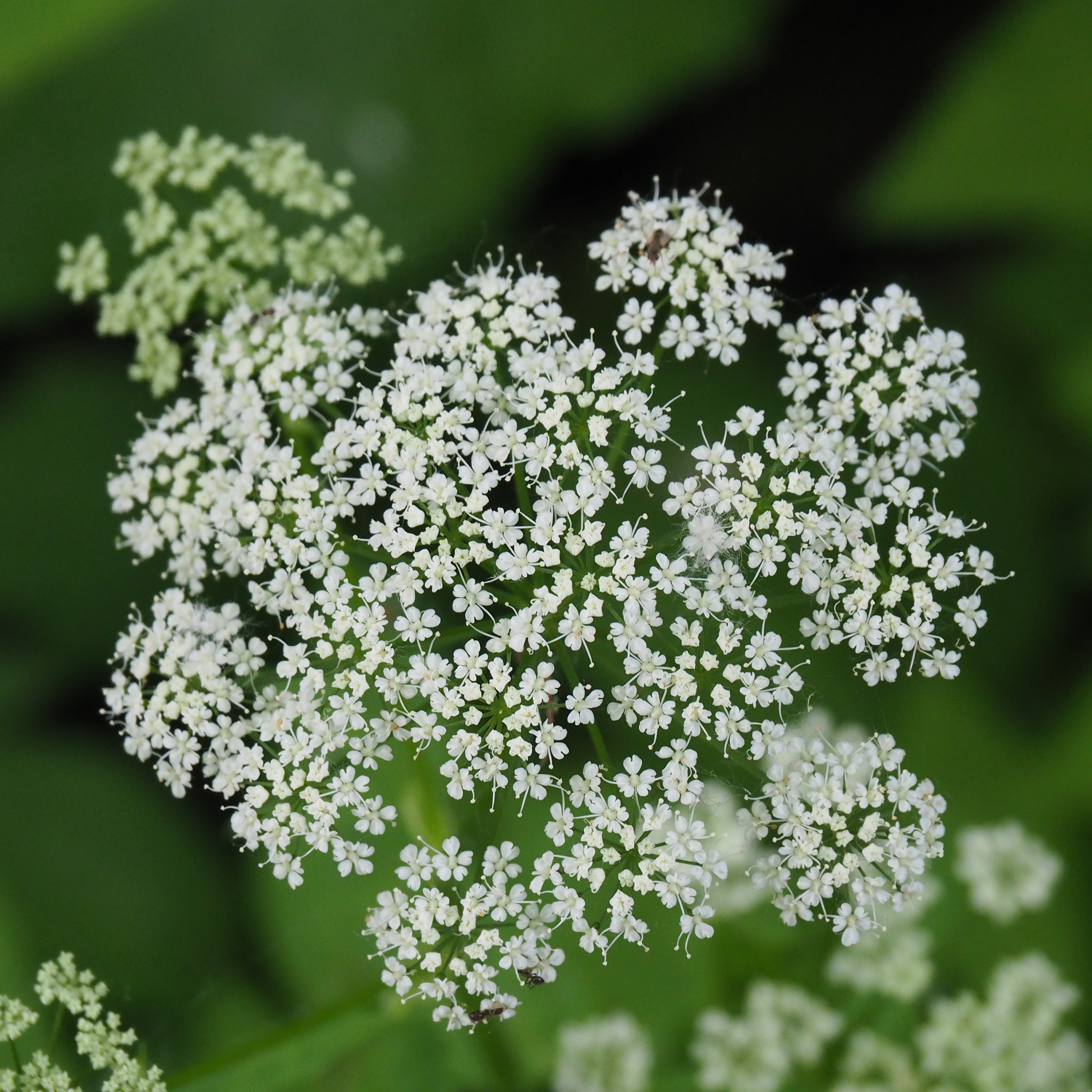 ノラニンジンの花 Twitter Search Twitter