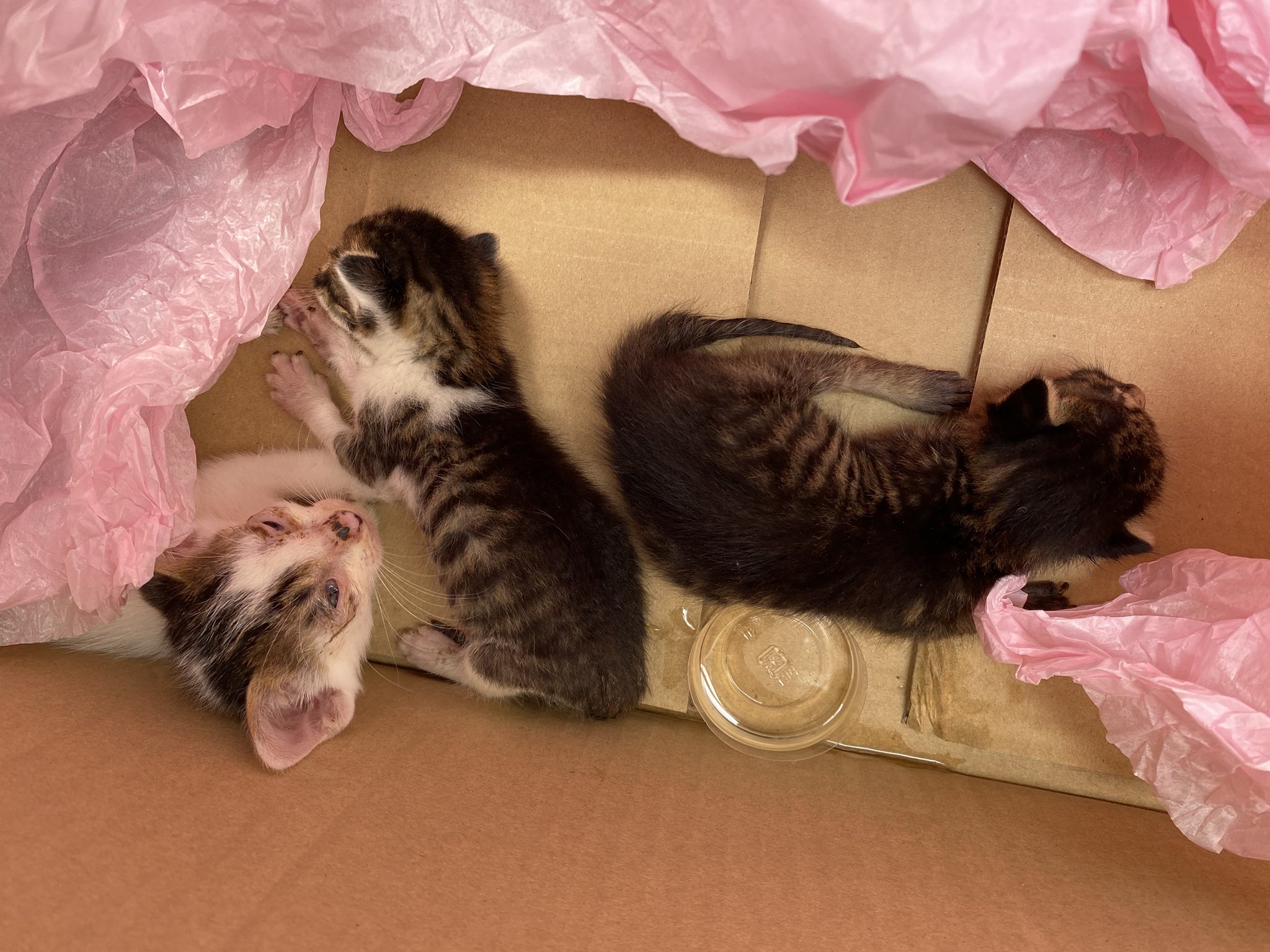 クレストコーポレーション 本日敷地内で 赤ちゃん猫を保護しました 生後間もない野良猫ちゃんですが 親猫とはぐれた模様 お風呂に入れてあげて見守りつつ 里親を募集したところすぐに見つかりました ありがとうございました 目やにが