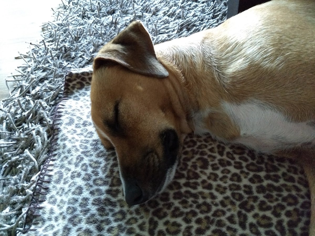 Buffmaster3's tweet image. Den Seinen gibt's der Herr im Schlaf.