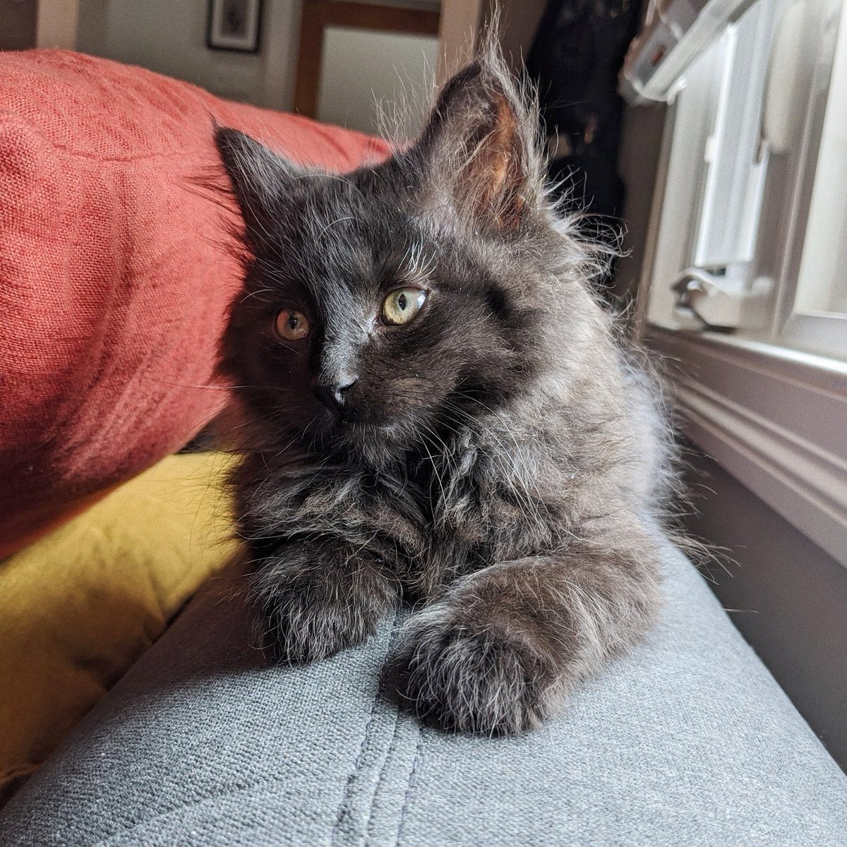 Bethany finally got a good clear pic of Sid. You need direct light on him, just like the late Ico Benson. Glad we're keeping the tradition of having hard to photograph cats.