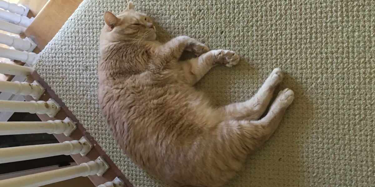 Dorothy14213's tweet photo. Charlie: Sure, I look like I’m sleeping, but if anybody heads down those stairs towards the kitchen, I’ll be off like a shot
#ILoveToEat #CatsOfTwitter #because_cat https://t.co/IHcycRQW00
