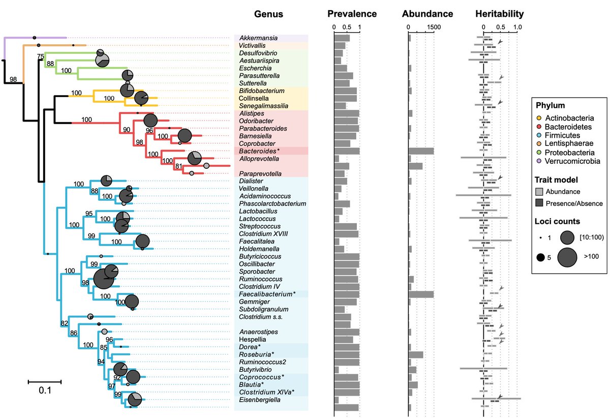 3/6) ...first estimated the proportion of variation in gut microbiota explained by genetic variation (heritability) among individuals in  #FGFP. Hespellia, Dorea and Anaerostipes were most heritable bacteria.