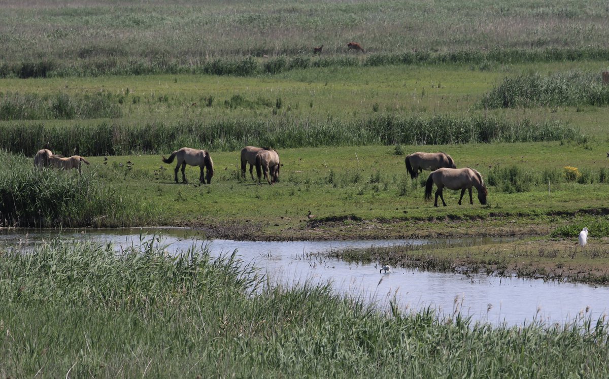 boswachterhekking tweet media