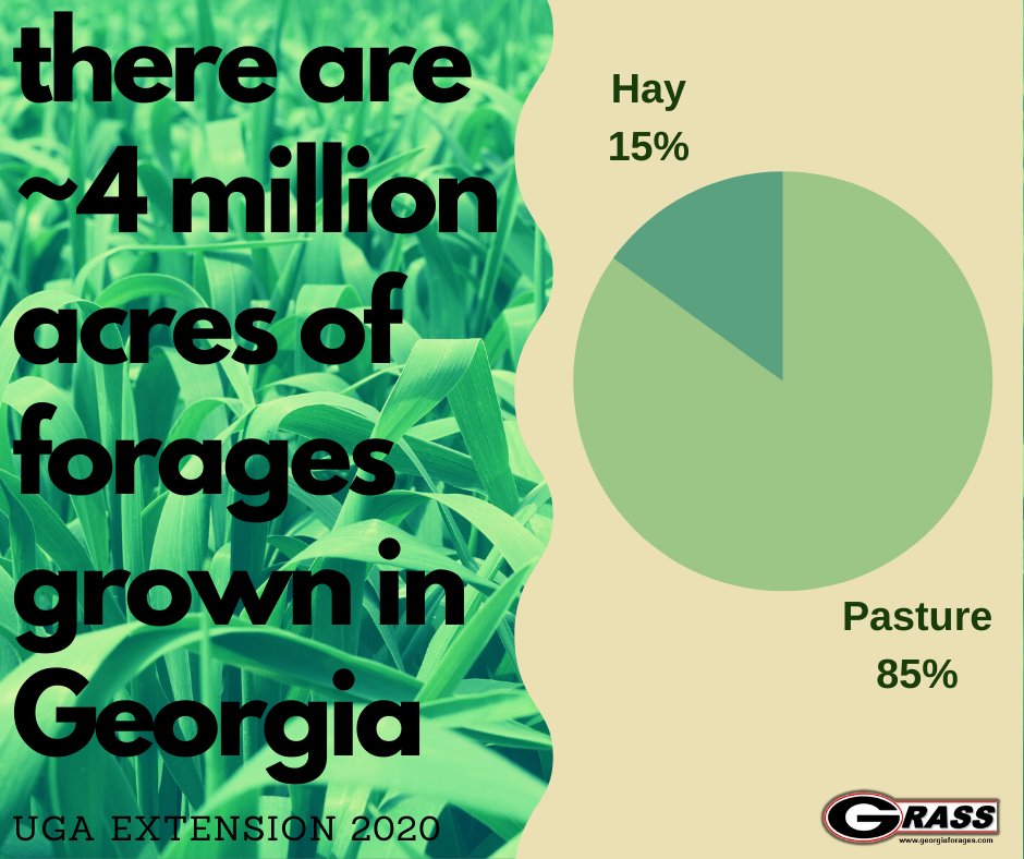 gaforages's tweet photo. #DYK there are ~ 4 million acres of #pasture, #hay, and #silage in Georgia (10.5% of total land area). To put that in perspective, the total of all other field crops is less than 3 million acres! #GeorgiaForages #NationalForageWeek #ForageFact https://t.co/TBCWT7hmx6