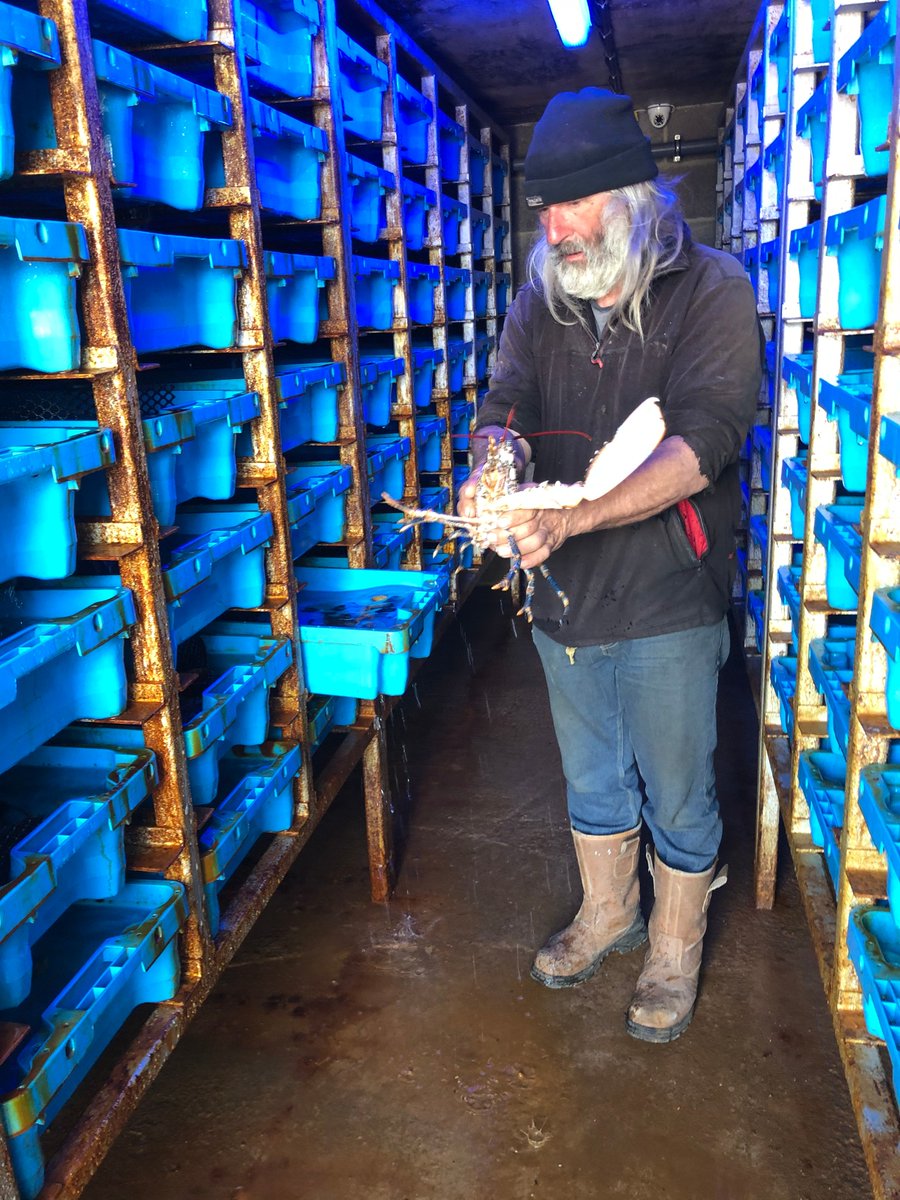 Axmouth lobster storage facility in full swim in <a href="/LymeBayReserve/">Lyme Bay Reserve</a> which allows the #LymeBay fishermen to keep their lobster catch on shore in temperature controlled filtered water which reduces losses from store pots at sea. Funded by <a href="/DorsetDevonFLAG/">Dorset Fisheries and Aquaculture</a> and <a href="/Bluemarinef/">Blue Marine Foundation</a>