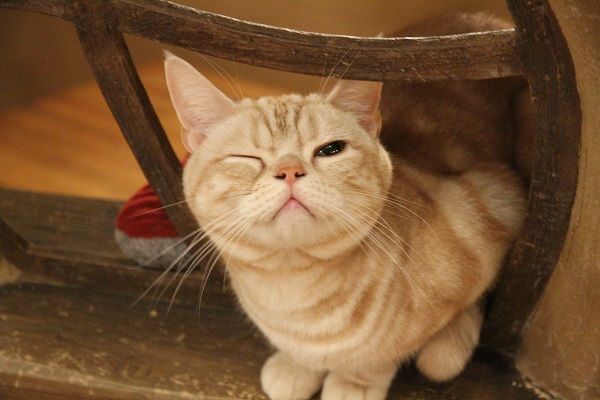 ウインクにゃんこ Togetter