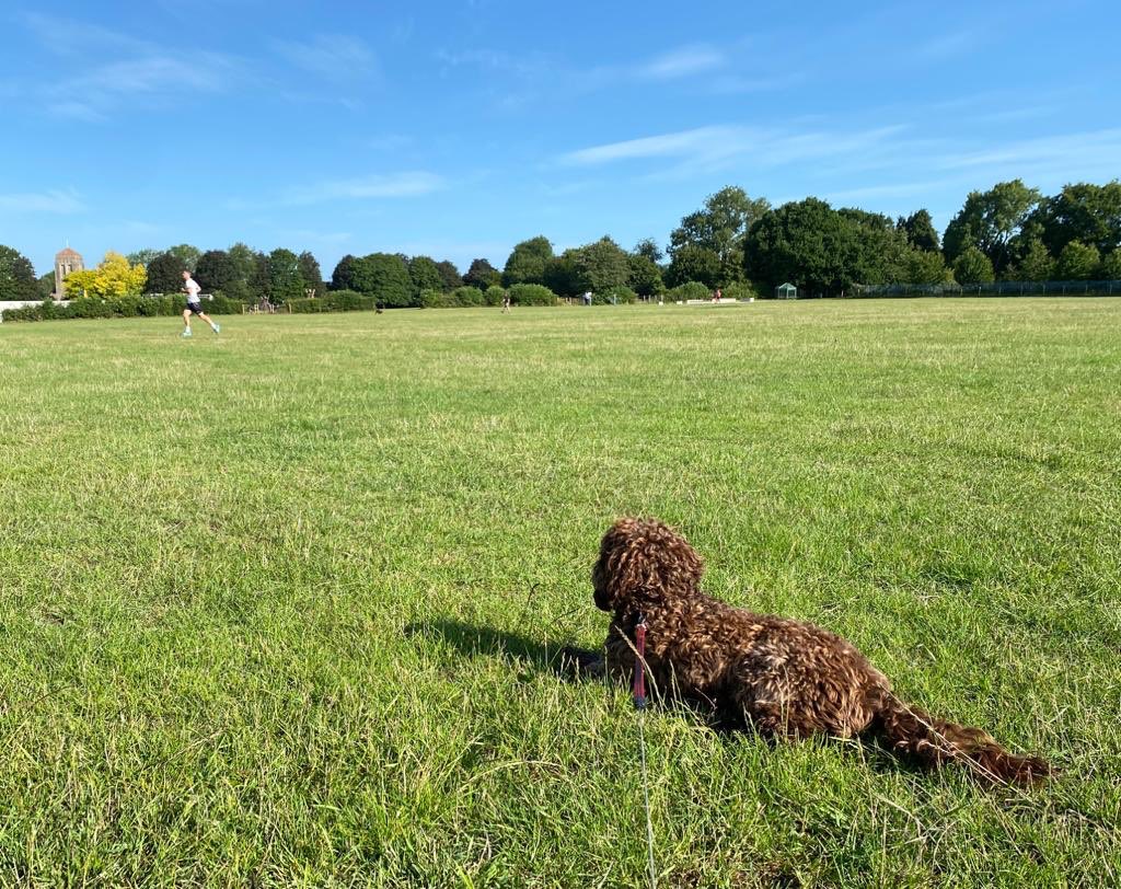 Back at it....at least I’ll always have one fan!