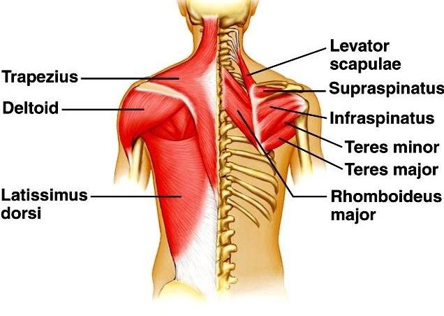 now this isn't the same set of back muscles, these are teres minor and teres major