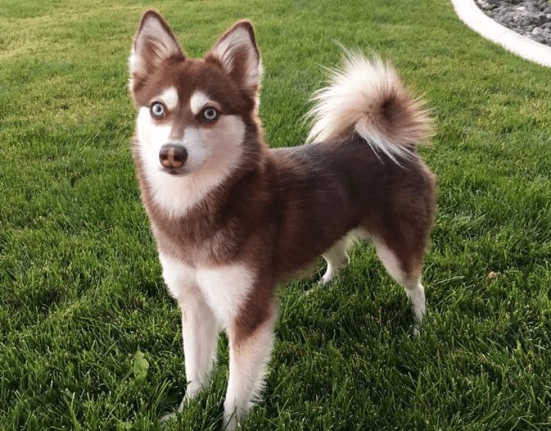 1: alaskan klee kai