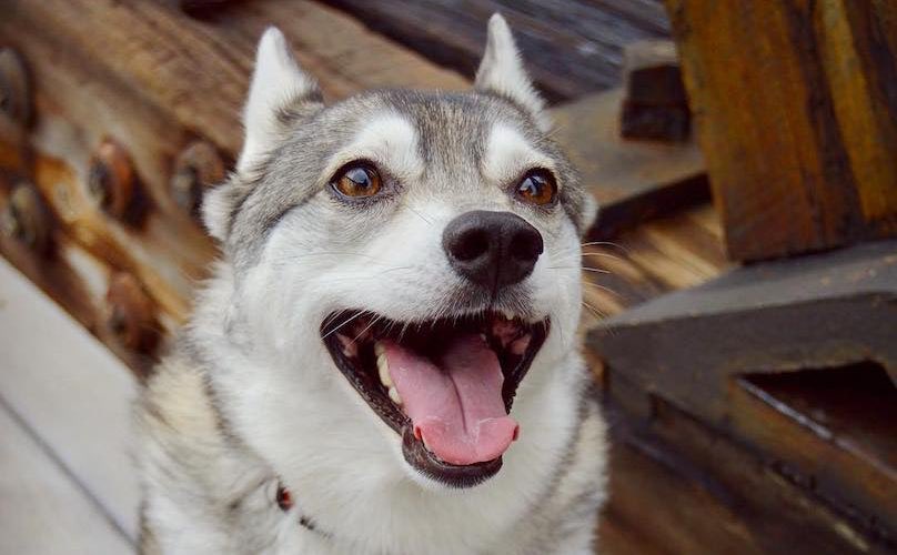 1: alaskan klee kai