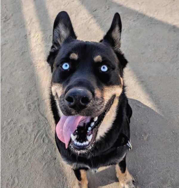 4: rottsky (rottweiler + husky)