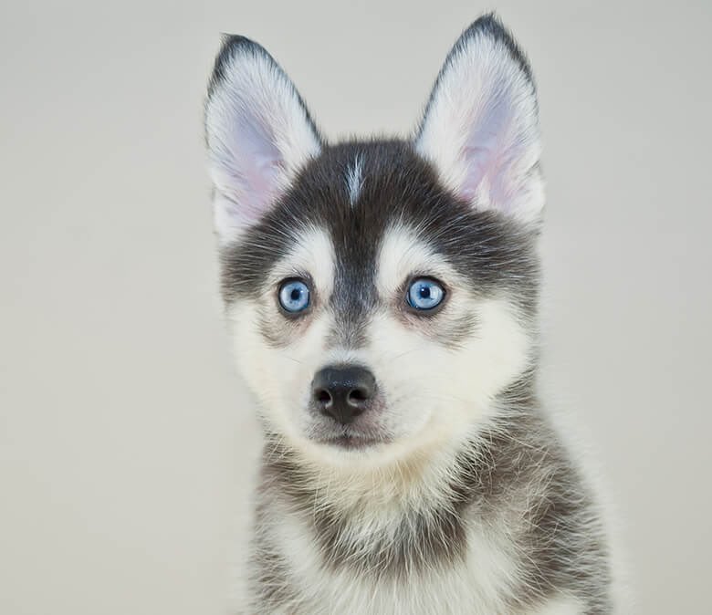 2: pomsky (pomeranian + husky)