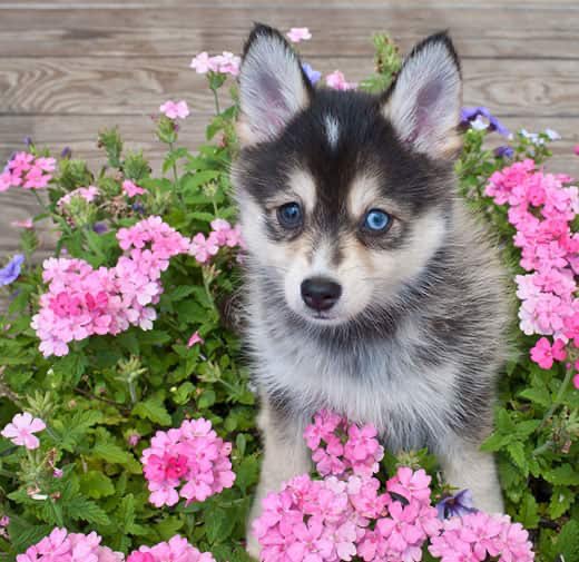 2: pomsky (pomeranian + husky)