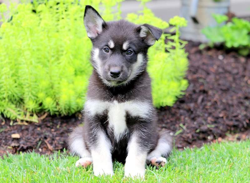 3: shepsky (german shepard + husky)