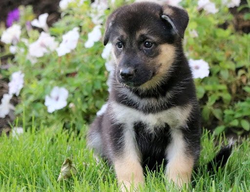 3: shepsky (german shepard + husky)