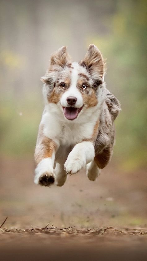 6: astralsky (australian sheppard + husky)