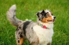 6: astralsky (australian sheppard + husky)