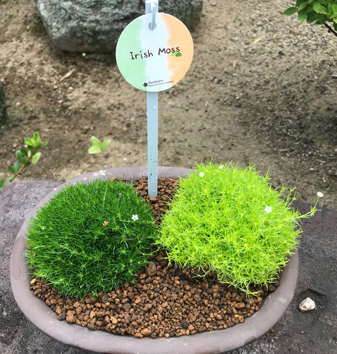 アイリッシュモス