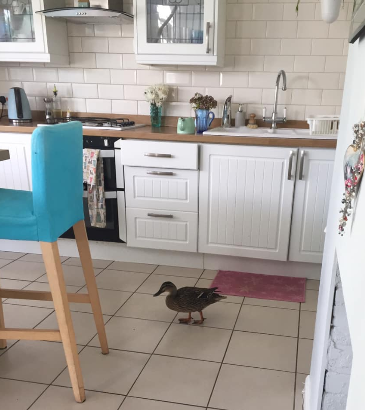 Monday morning's reason for apologising during a work call: this duck walked into my kitchen. I do not own a duck.