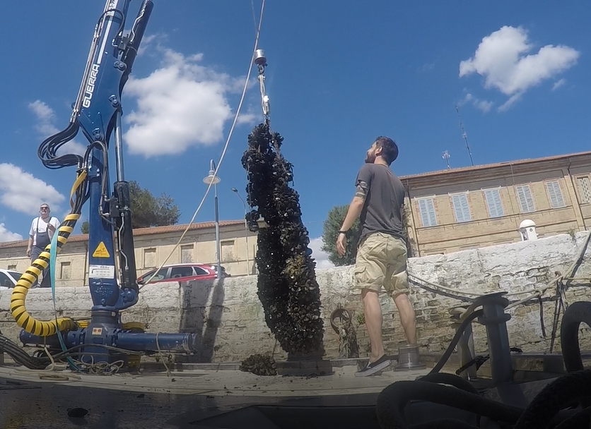 Fabriz_Car's tweet photo. Concluding one year of trials in the #AdriaticSea on innovative and reusable technologies for #marine #aquaculture and #musselfarming, a research aimed on avoiding #plastic and lowering #production costs jointly carried out with the Mussels farmers consortium of #EmiliaRomagna https://t.co/vgDEQuSLvd