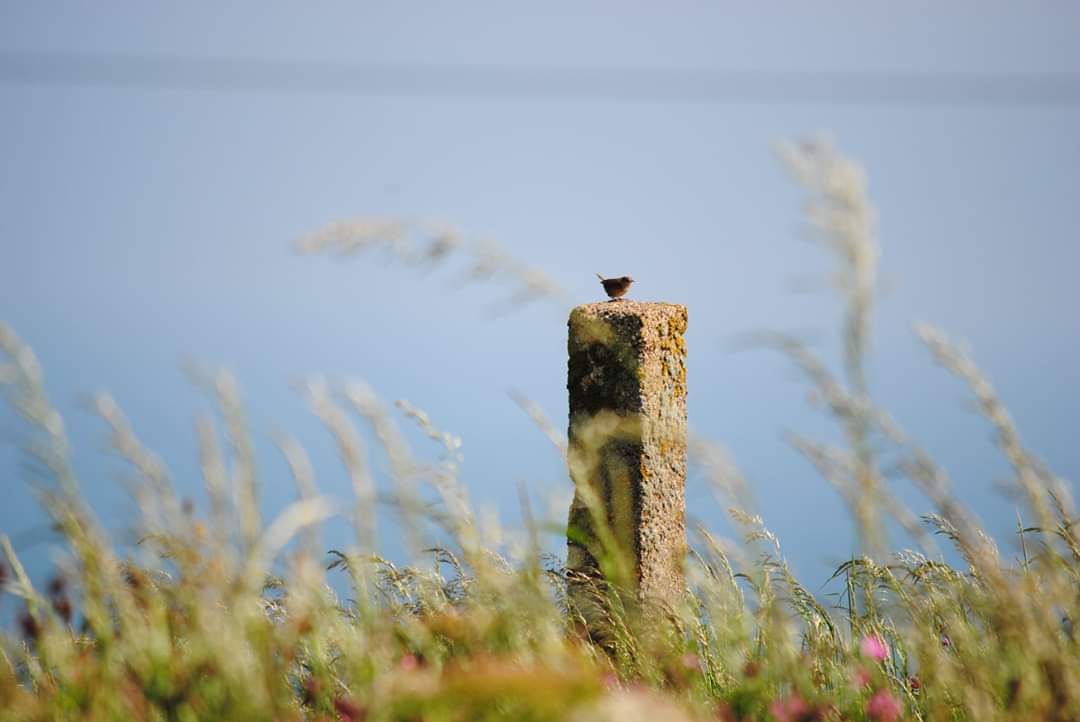 TIBORKIE's tweet photo. @Newlands_PS We took the day off Friday as Skye was desperate to try and see Puffins which with a little patience she did her are her photos of a few other birds she saw too https://t.co/m7iEAZka64