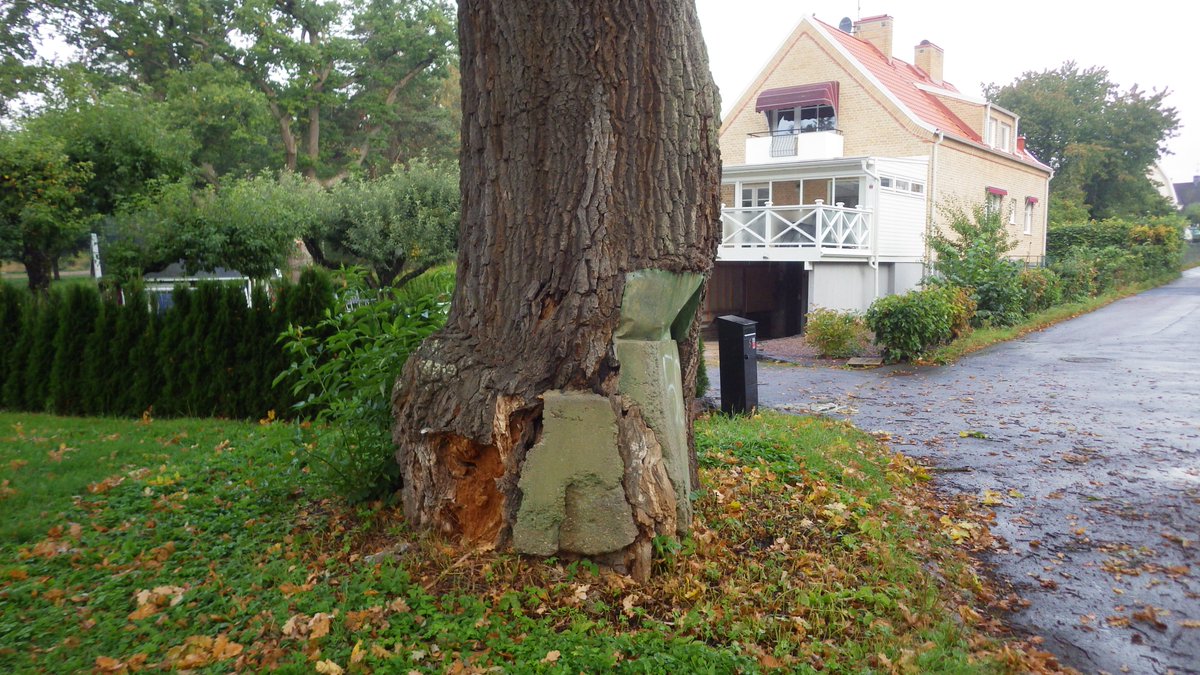 NicklasJansson3's tweet photo. Management methods from the past. In this case both concrete and sheet iron were used to fill and cover the trunk cavity and the part of the stem with rot. Today its a real high risc tree and a challange solving it in a healthy way for the oak tree and its inhabitatants. https://t.co/XqPsYhRj1m