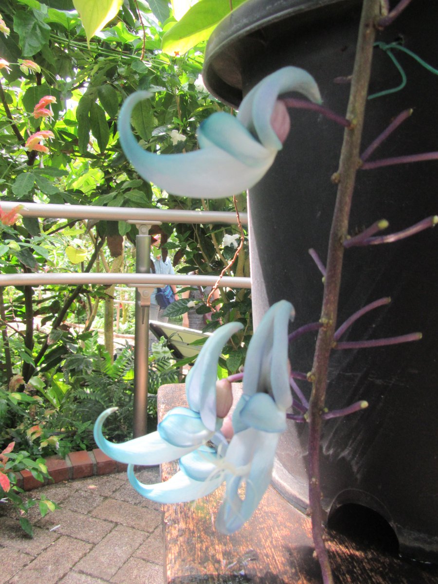 花人 21 17 おつかれさま 今夜はゆっくり過ごせますように 写真 神代植物公園の温室にて ヒスイカズラ 翡翠葛 Jade Vine 花言葉ー私を忘れないで フィリピン原産 絶滅危惧種 Iucn 国際自然保護連合 レッドリスト T Co 6umwdg5zfu