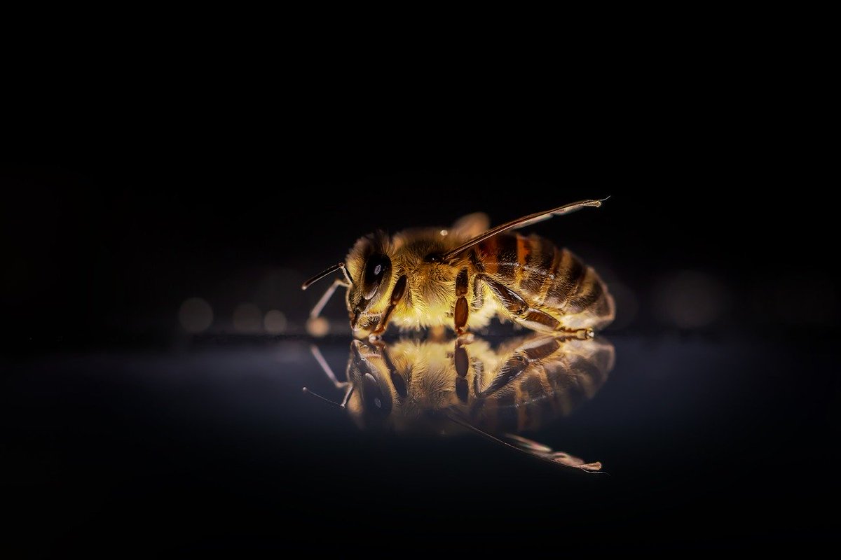 EarthDay's tweet photo. Today is the day! The #EarthChallenge insects app is available NOW!

Help scientists around the world by downloading the app and taking critter pictures today!🐝🌏 #hopeforearth #EC2020
➡️ https://t.co/vrNDwdRCbW https://t.co/x42Vvgvmun
