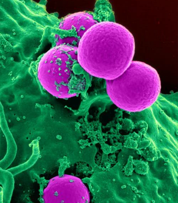 DCU School of Biotechnology tweet media