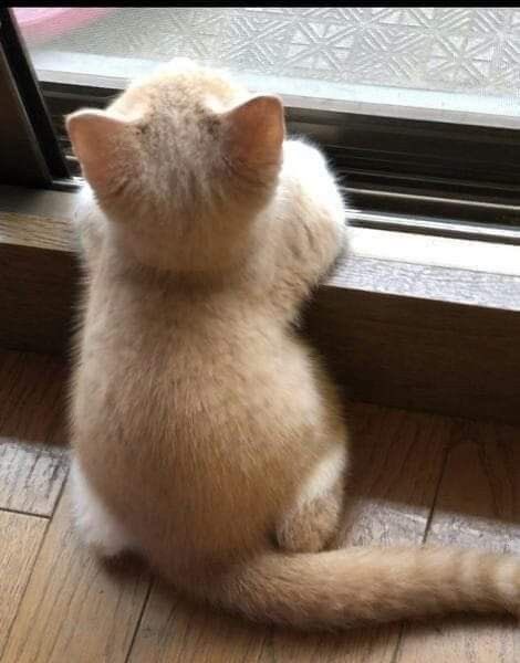 carrot bagel (@a_daisy_home) on Twitter photo 