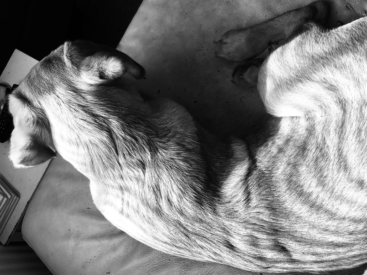 DashboardImage's tweet photo. Dog Day Afternoon...casting patterns.
#Dog #Shadows #Monochrome #DashboardImage #Photography https://t.co/1cnDi5F5Mz
