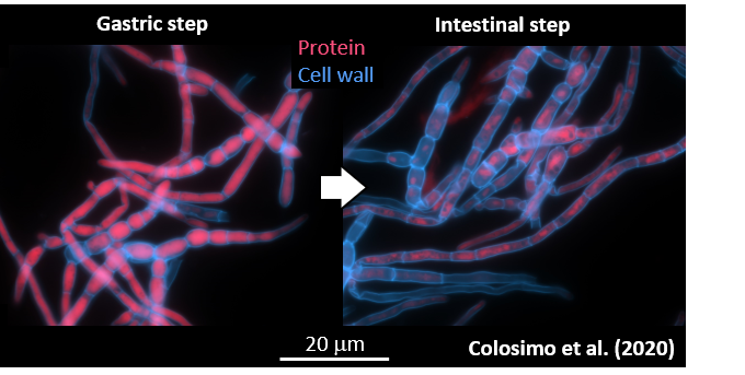 Raf_Col_'s tweet image. Microscopic world: The cell walls of #mycoprotein are excellent sources of dietary #fibre that retain nutrients. However, the intestinal enzymes are able to diffuse and digest #protein whilst the cell walls remain apparently intact.

More info below:
authors.elsevier.com/c/1bHDO16Ds1lh…