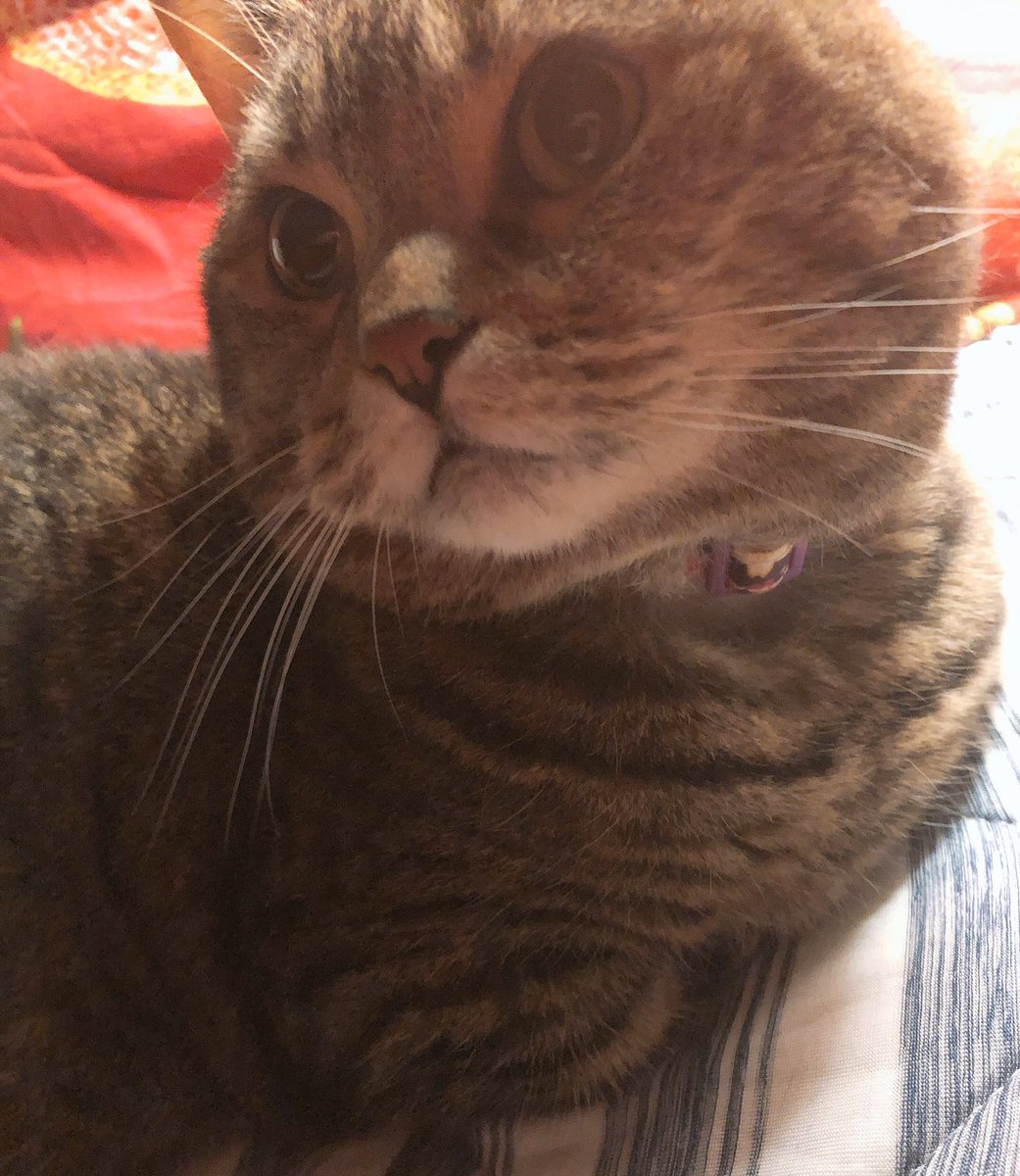 Figaron_B's tweet image. 毎日寝るときそばに寄ってくるめーたん₍ᐢ•௰•ᐢ₎